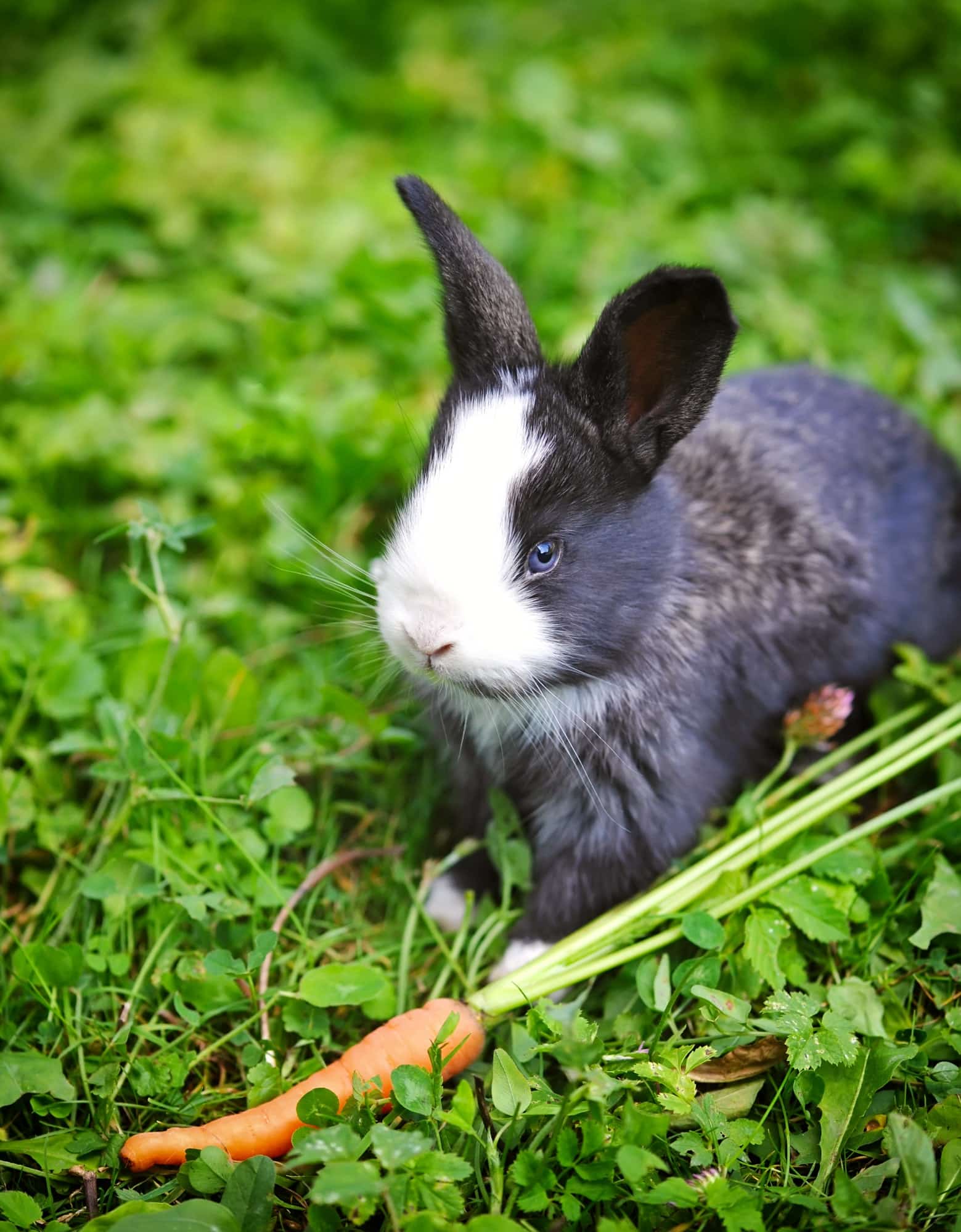 Funny baby rabbit in grass