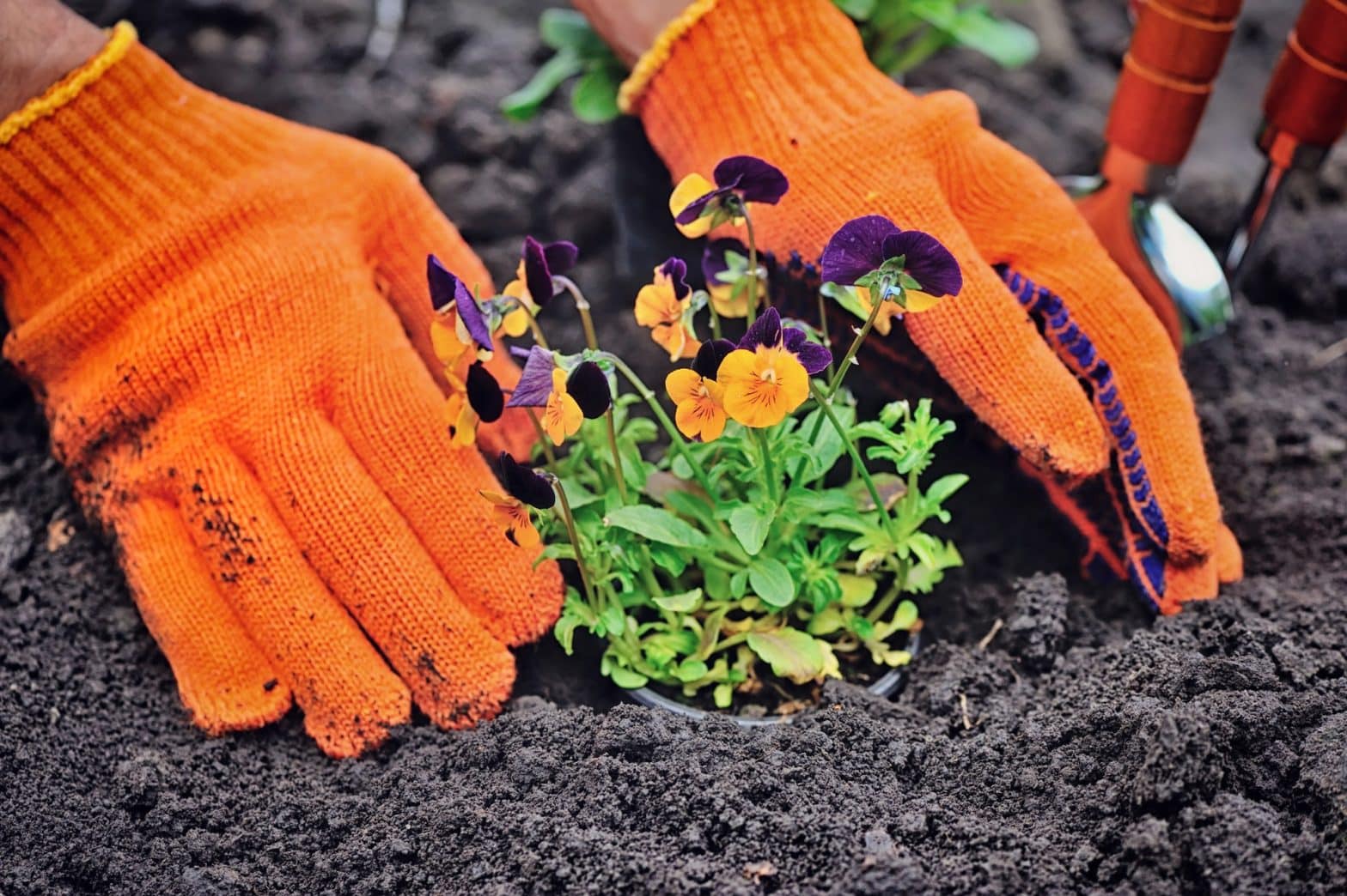 Gardeners hands planting flowers in a garden