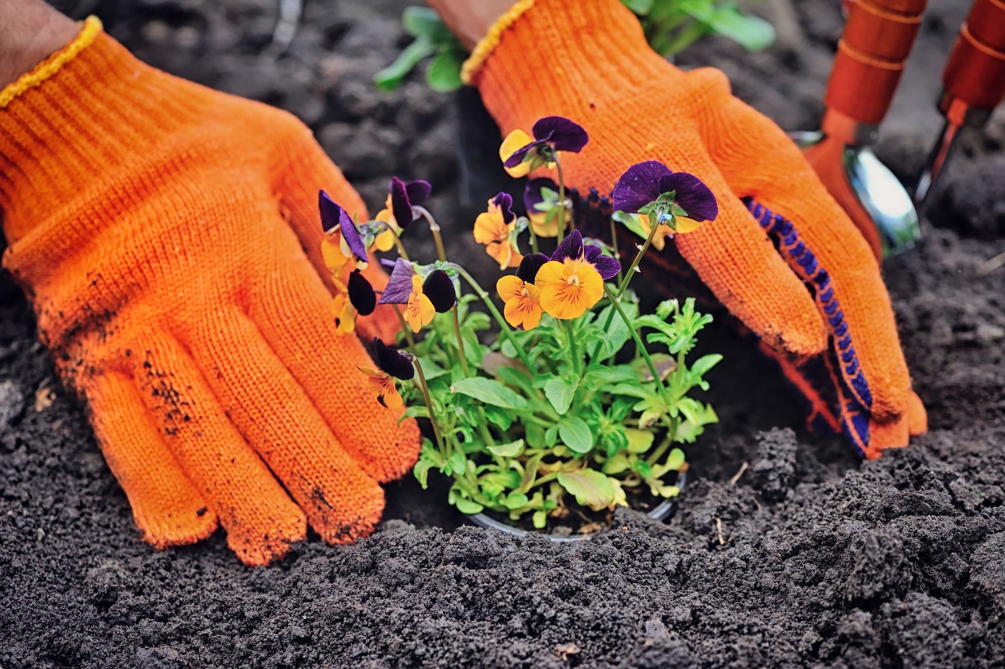Gardeners hands planting flowers in a garden