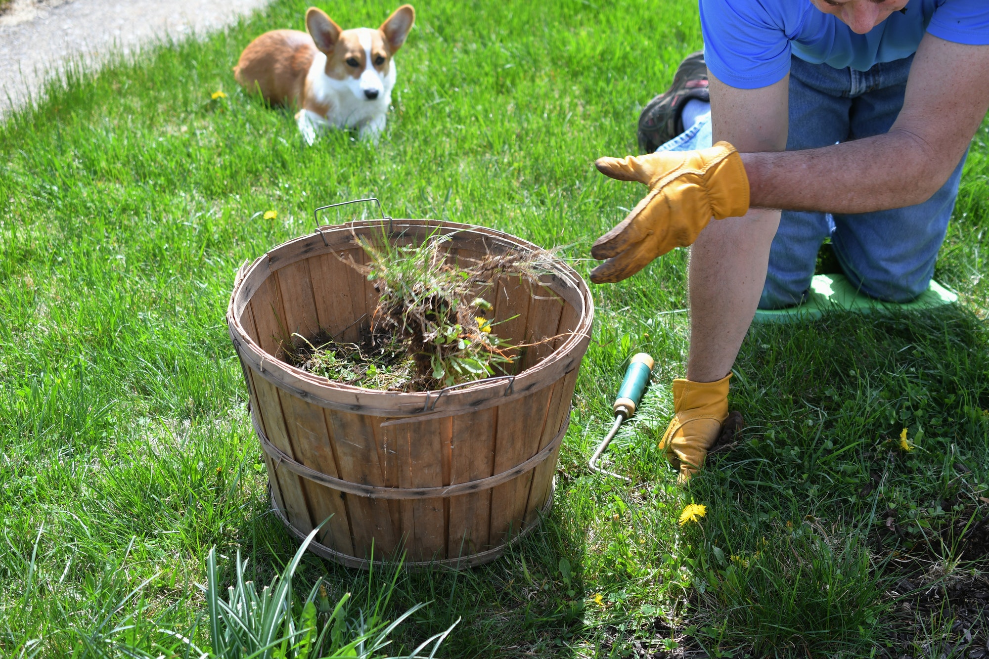 Man doing yard work chores by pulling weeds grass on his hands and knees from a mulched flowerbed.