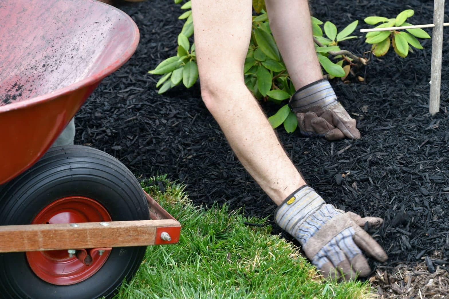 Man doing yard work chores by spreading mulch around landscape bushes from a wheelbarrow