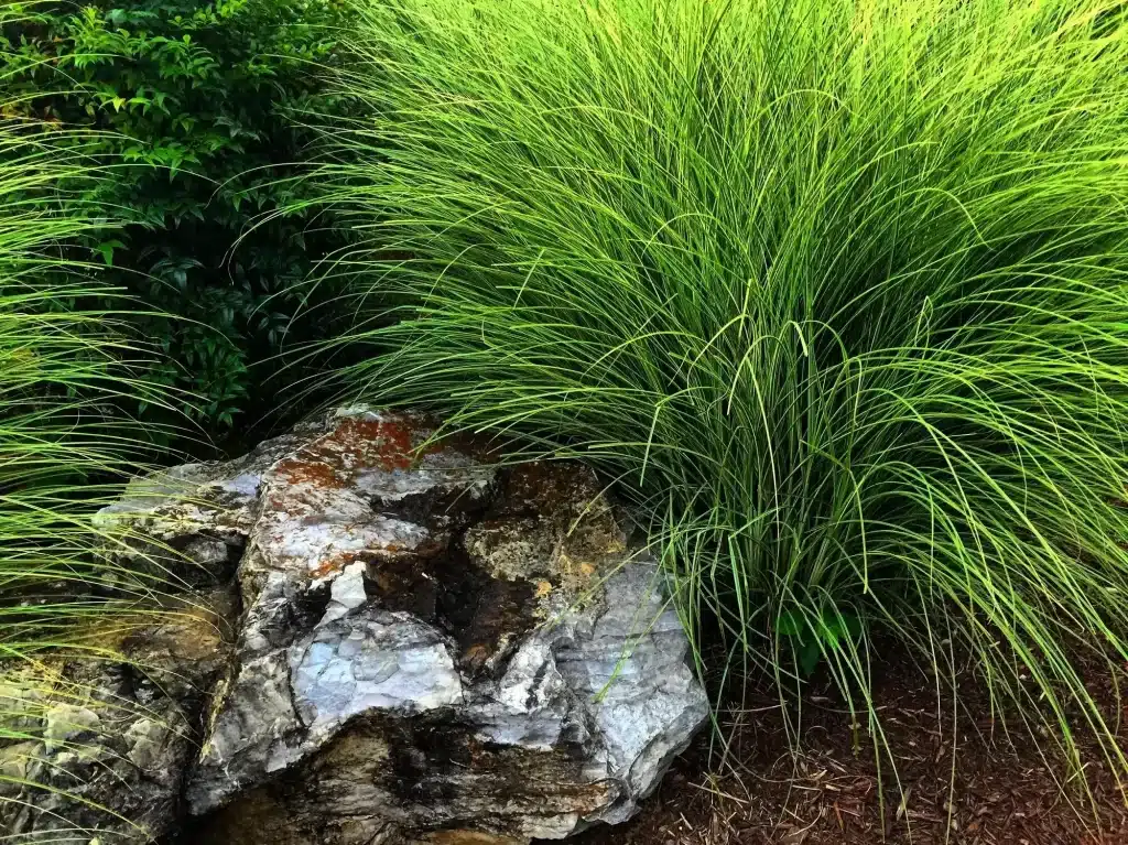 Ornamental grasses in Iowa