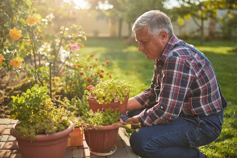 Ankeny Landscape Design: 5 Reasons Container Plants Are Essential