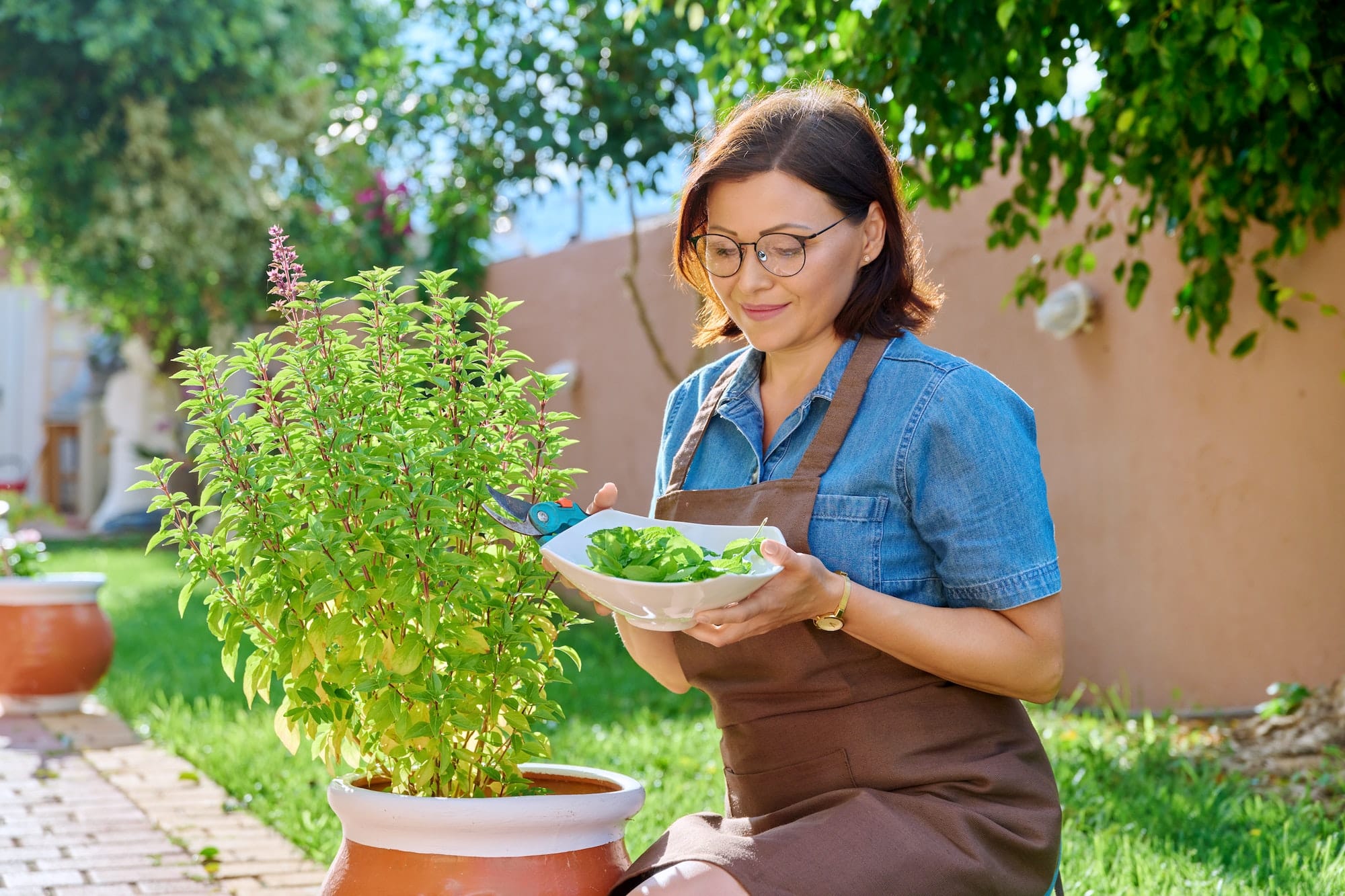 Woman picking leaves from potted basil bush, home spicy herbal garden