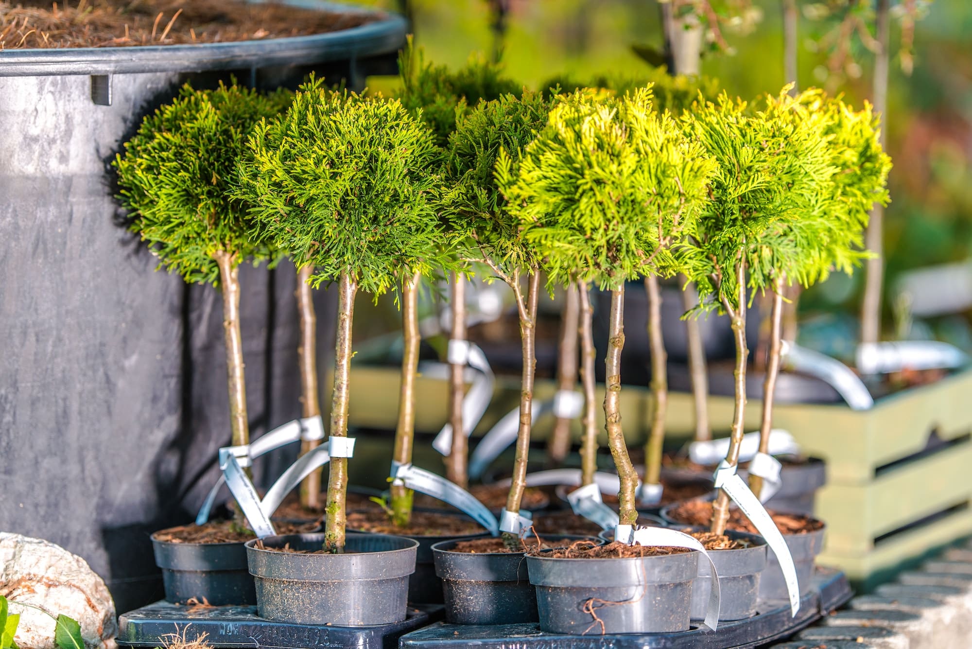 Planting Trees in the Garden