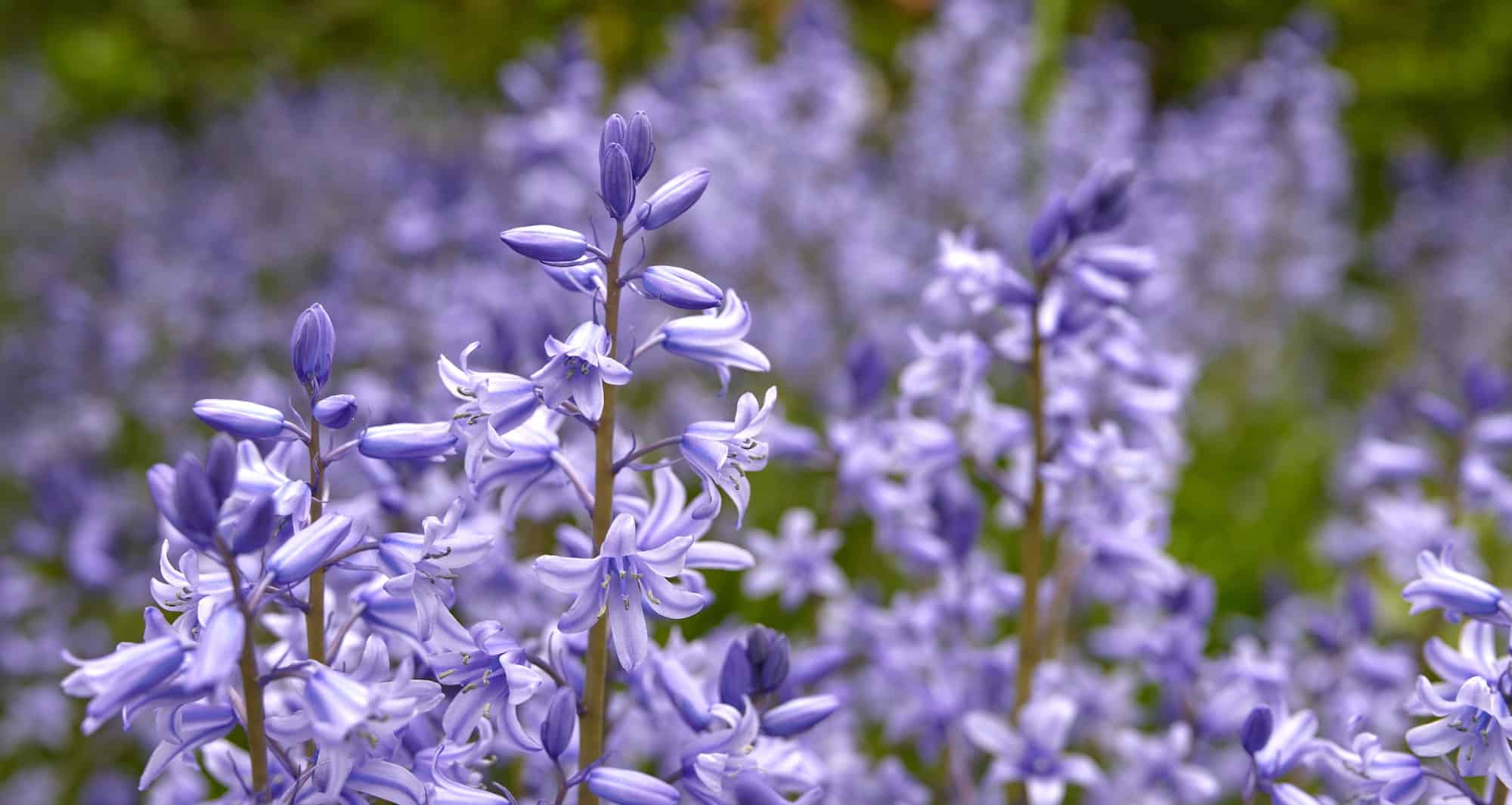 pet-friendly plants Bluebells in my garden