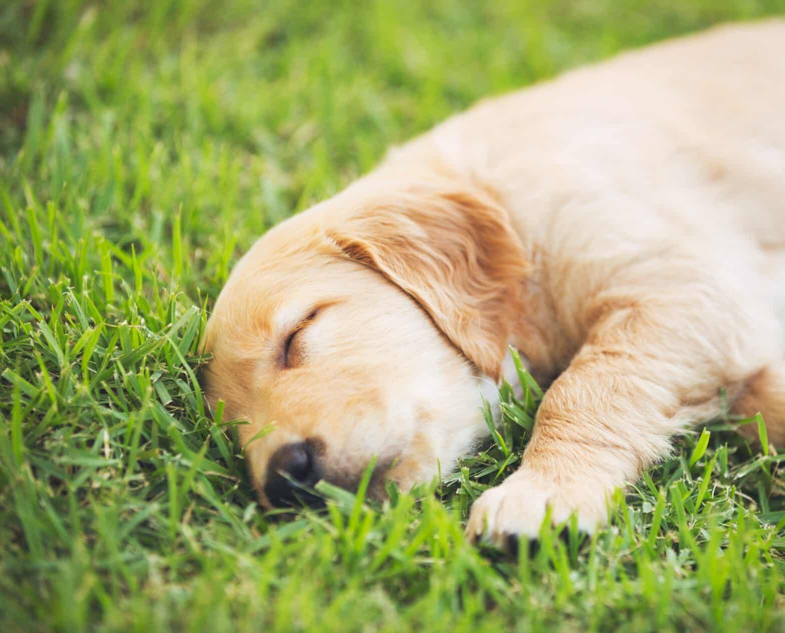 Golden Retriever Puppy