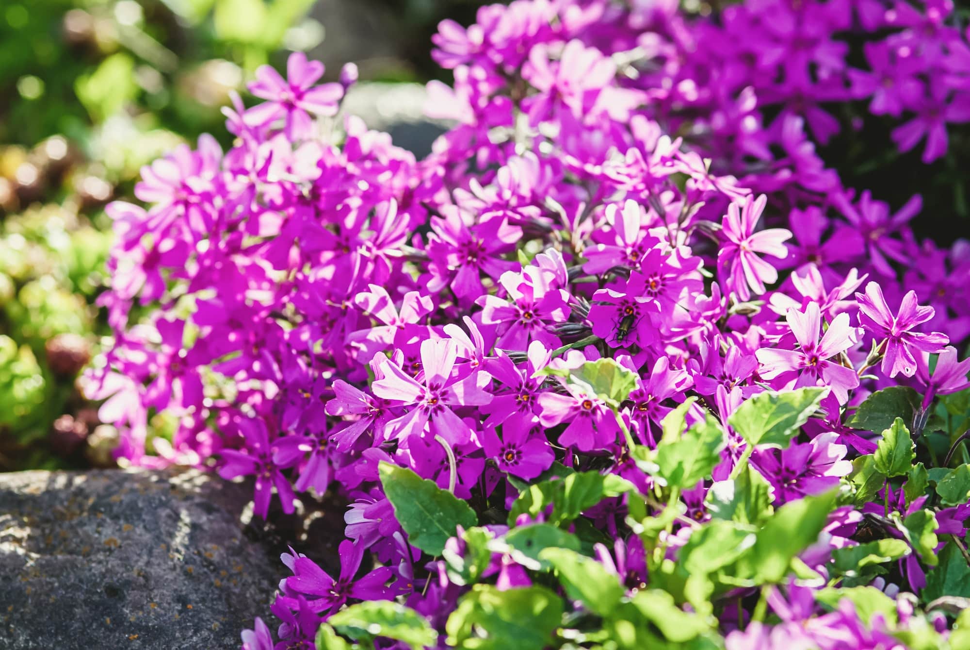 pet-friendly plant Moss phlox Purple Beauty (Phlox subulata) in alpine rock garden,