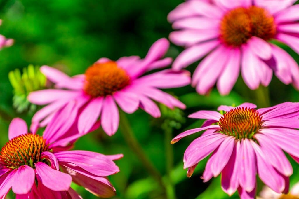 Closeup shot of blooming pink coneflowers in a garden