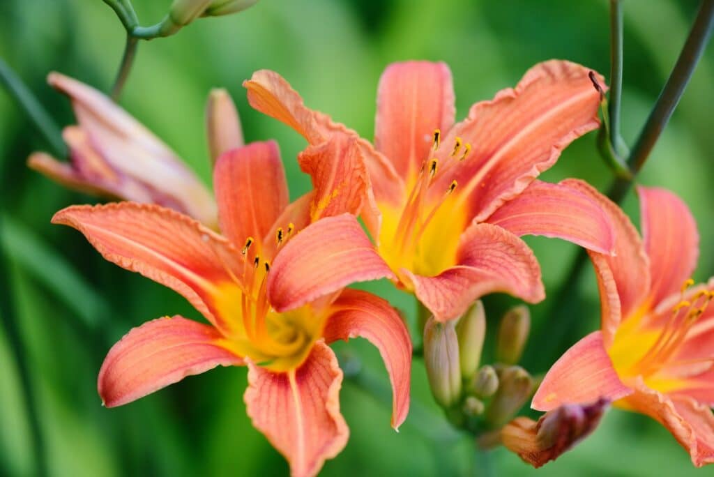 Hemerocallis - Beautiful daylily flowers blossom in the garden