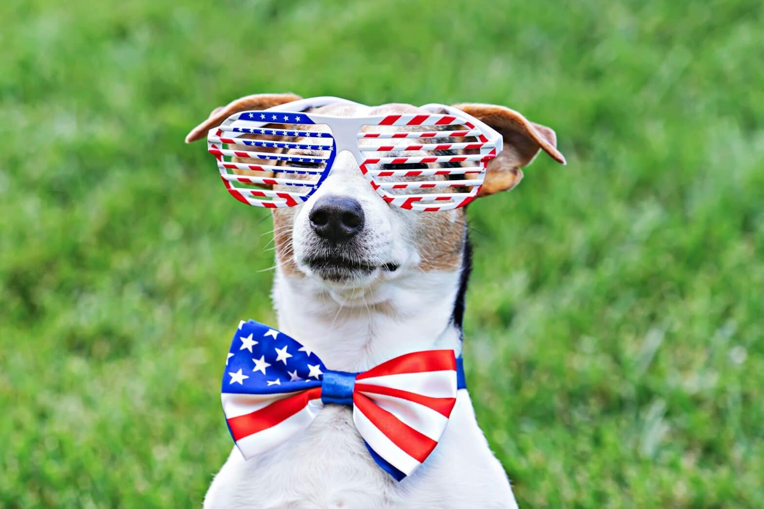 patriotic landscape dog in stars and stripes sunglasses with American flag bow tie on green background