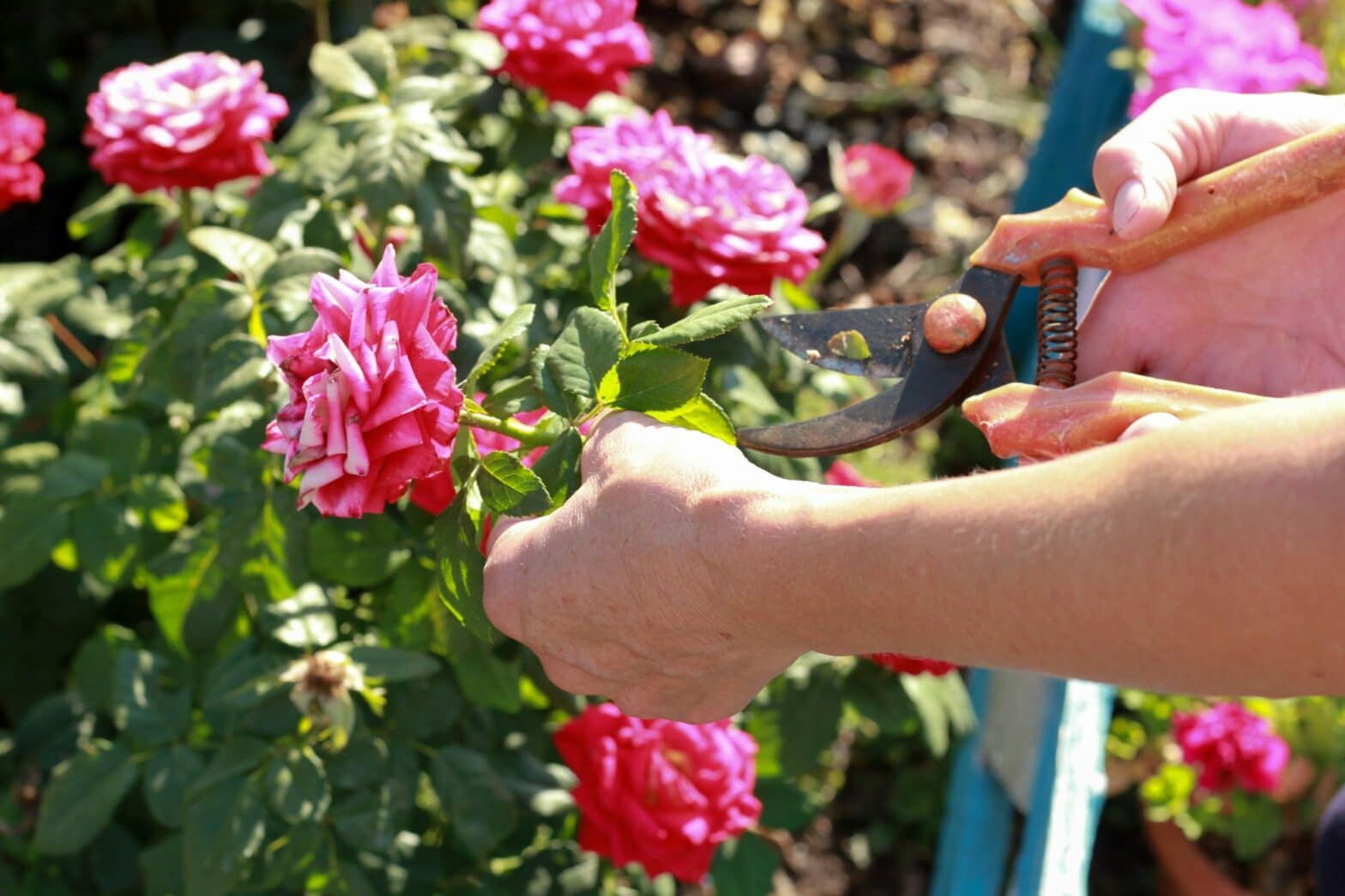 mid summer landscaping tips woman's hands pruning pink garden roses