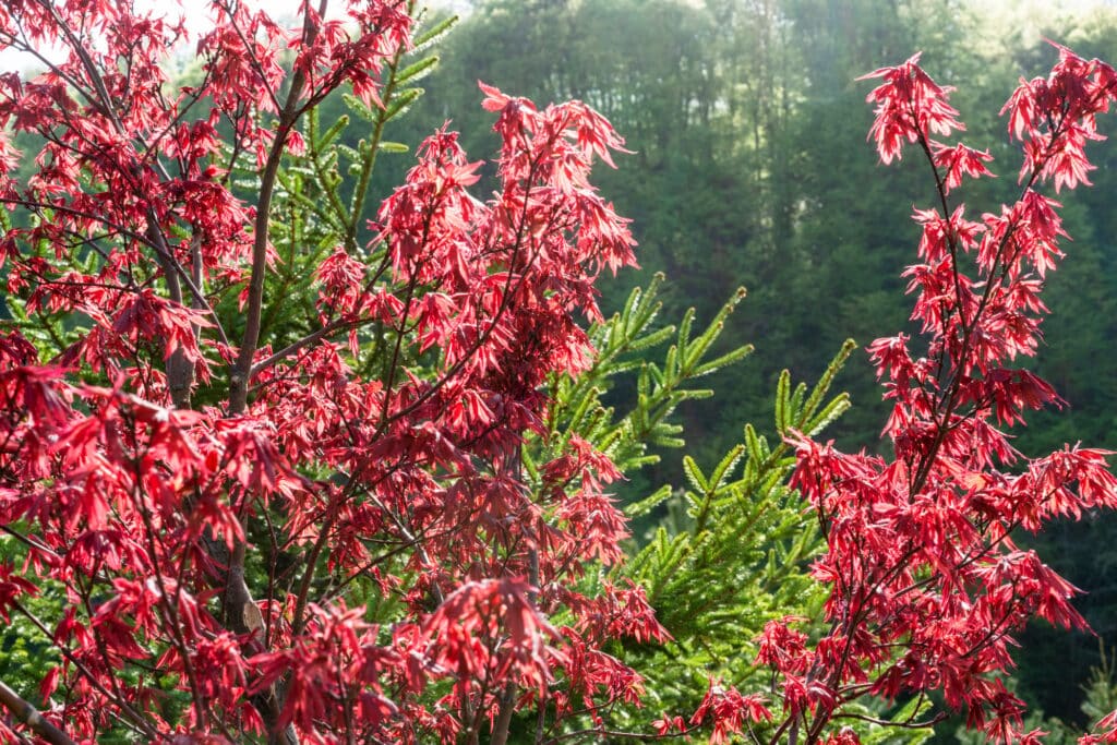 red maple trees for privacy