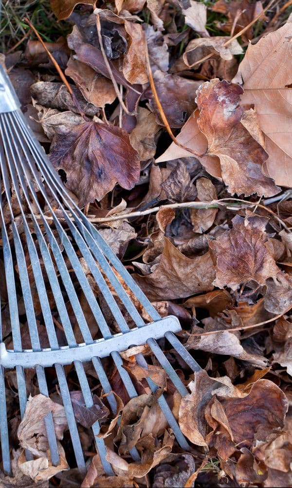 des moines leaf raking cleanup