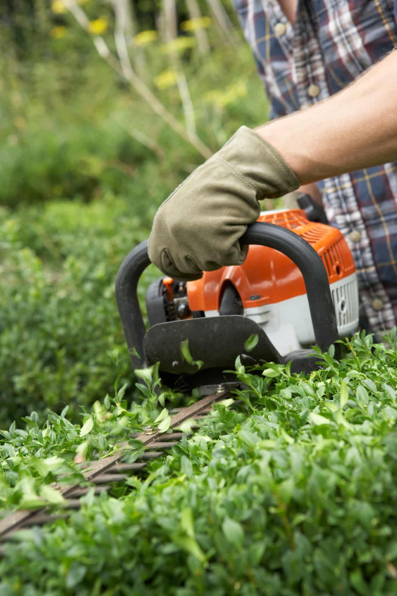 des moines hedge trimming lawn maintenance