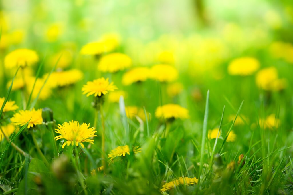 spring weed control