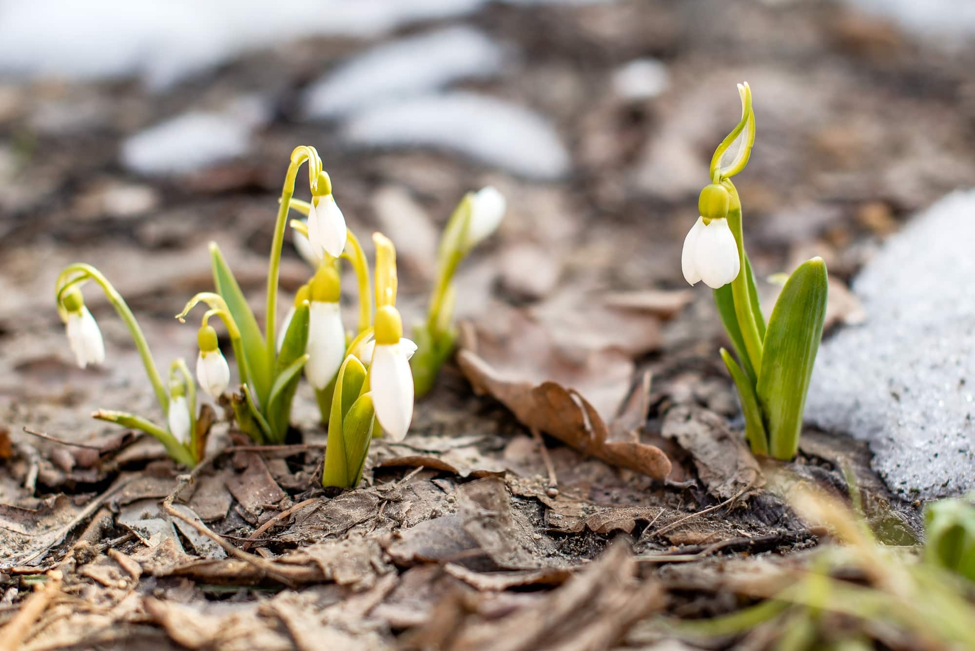freeze thaw effect on landscaping