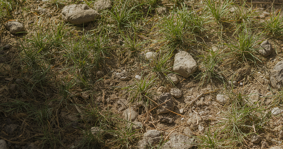 lawn renovation Des Moines